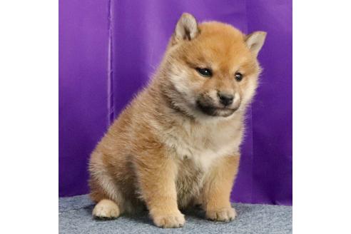 成約済の愛知県の柴犬-368537の4枚目